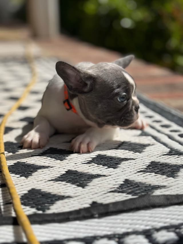 French Bulldog Puppies media 6