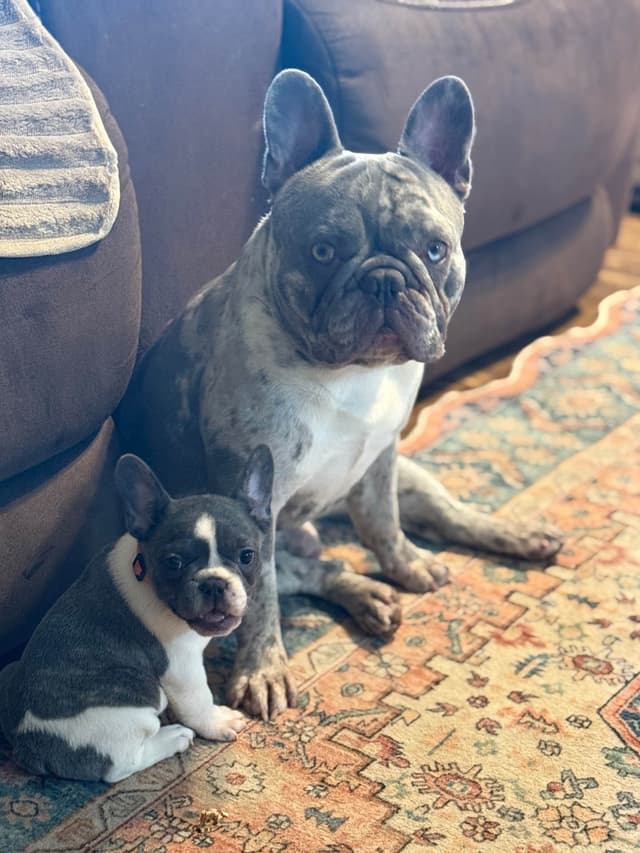 French Bulldog Puppies media 7