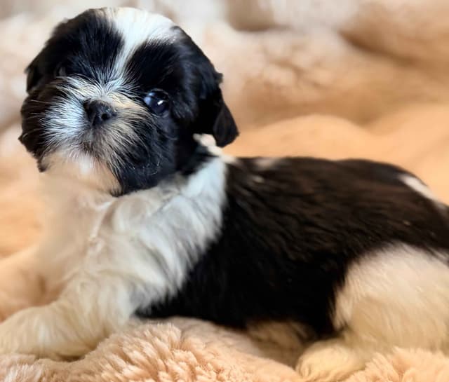 Shih Tzu Puppies media 2
