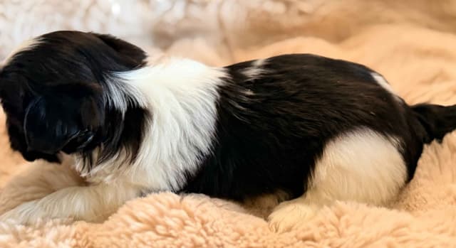 Shih Tzu Puppies media 4