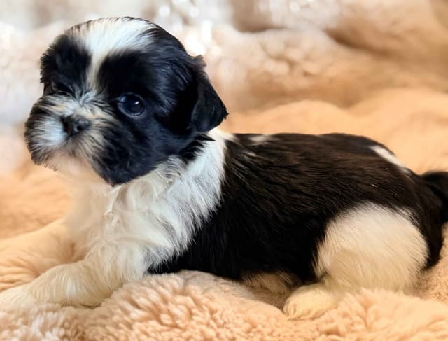 Shih Tzu Puppies media 3