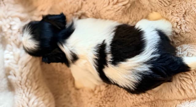 Shih Tzu Puppies media 8