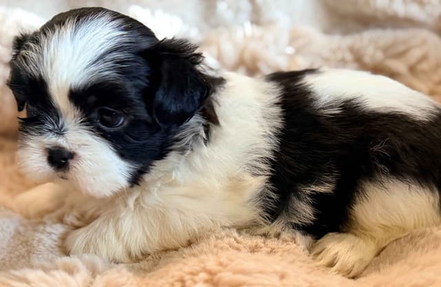 Shih Tzu Puppies media 7