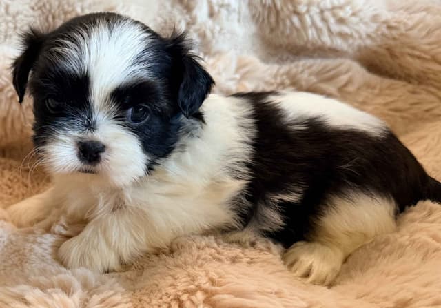 Shih Tzu Puppies media 6