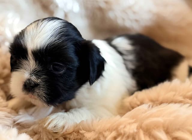 Shih Tzu Puppies media 12