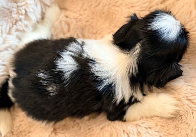 Shih Tzu Puppies media 13