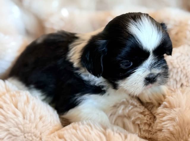 Shih Tzu Puppies media 10