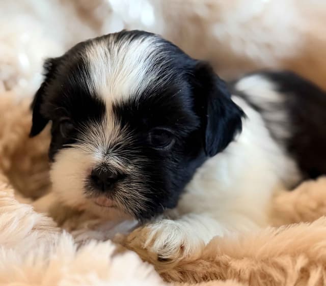 Shih Tzu Puppies media 11