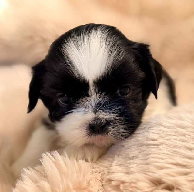 Shih Tzu Puppies media 9