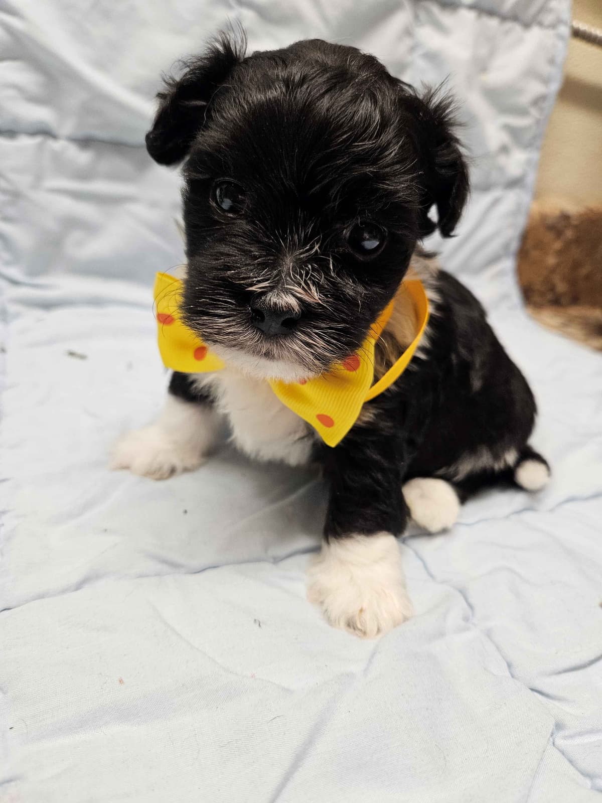 Boston Terrier Puppies breeder image 2