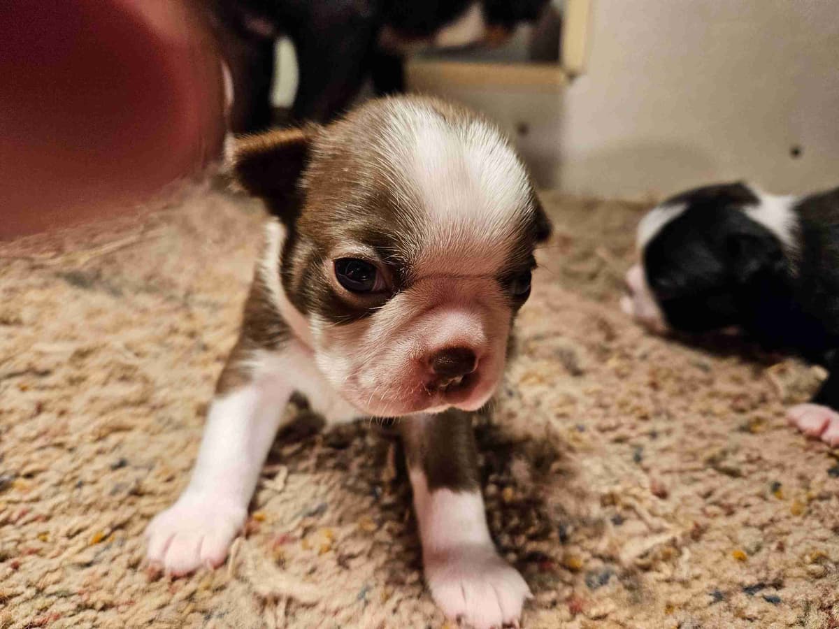 Boston Terrier Puppies breeder image 6
