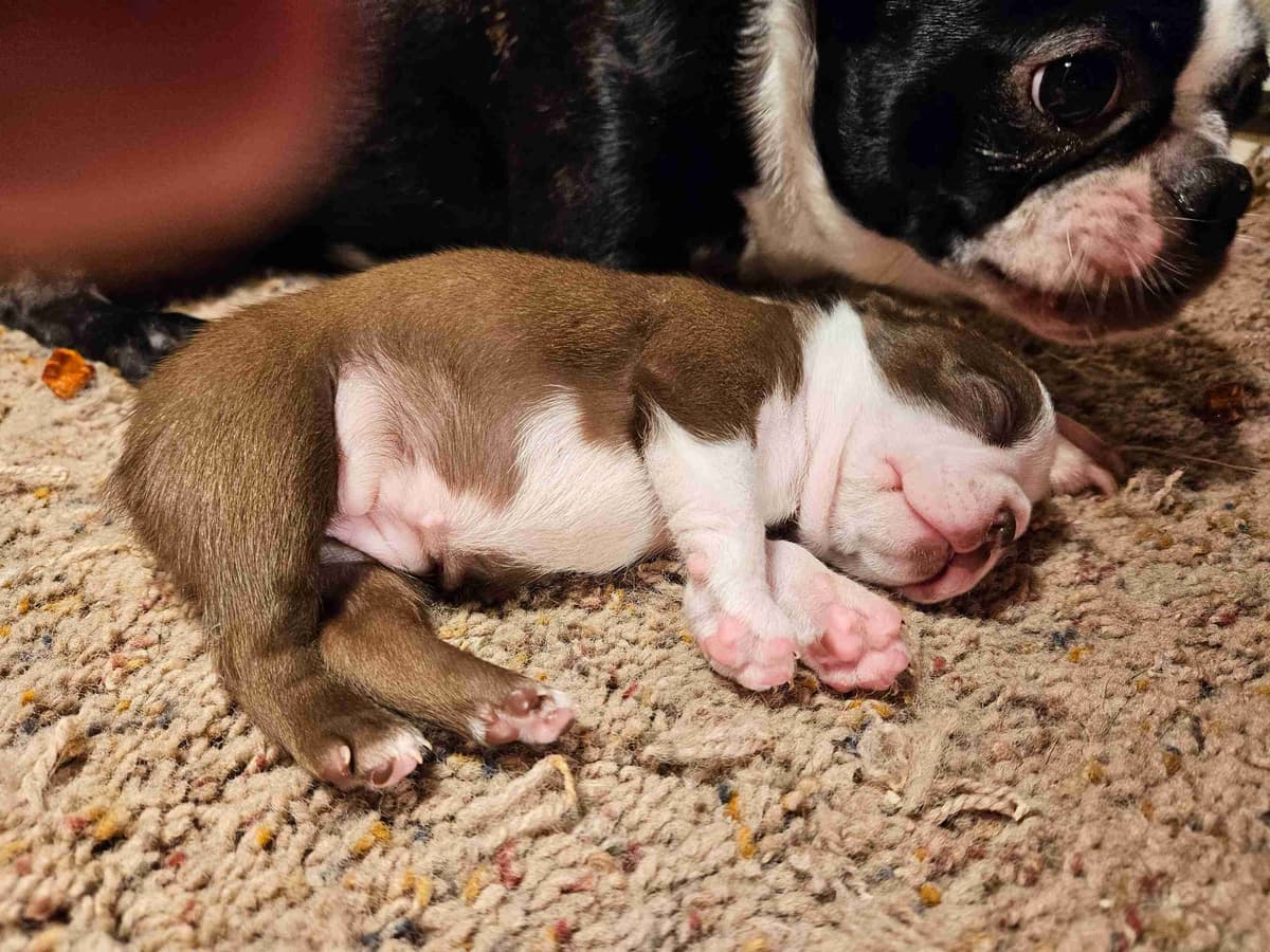 Boston Terrier Puppies breeder image 7