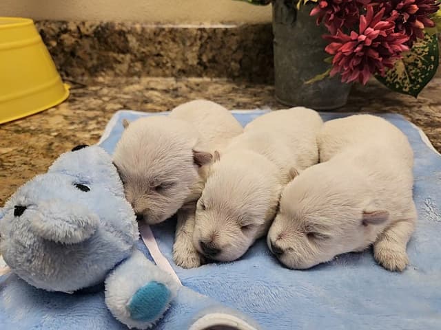 West Highland White Terrier Puppies media 3