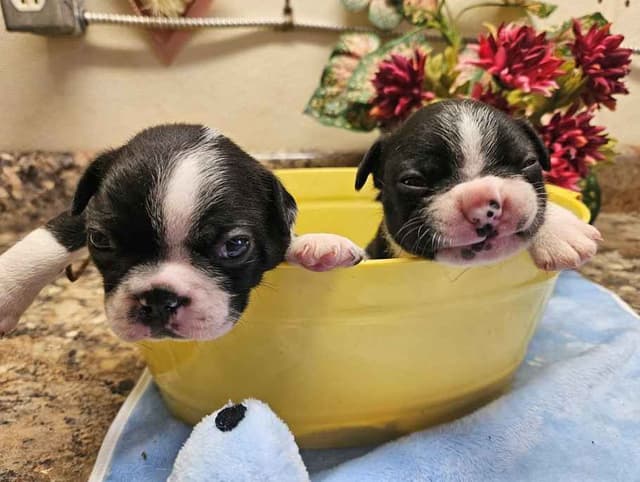 Boston Terrier Puppies media 3