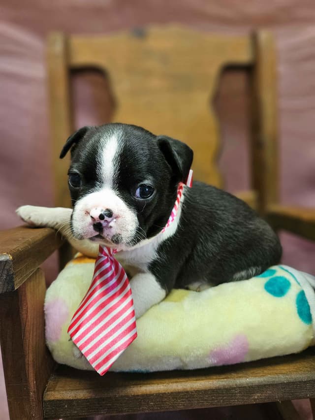 Boston Terrier Puppies media 2
