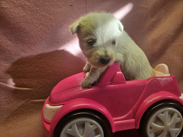 West Highland White Terrier Puppies media 2
