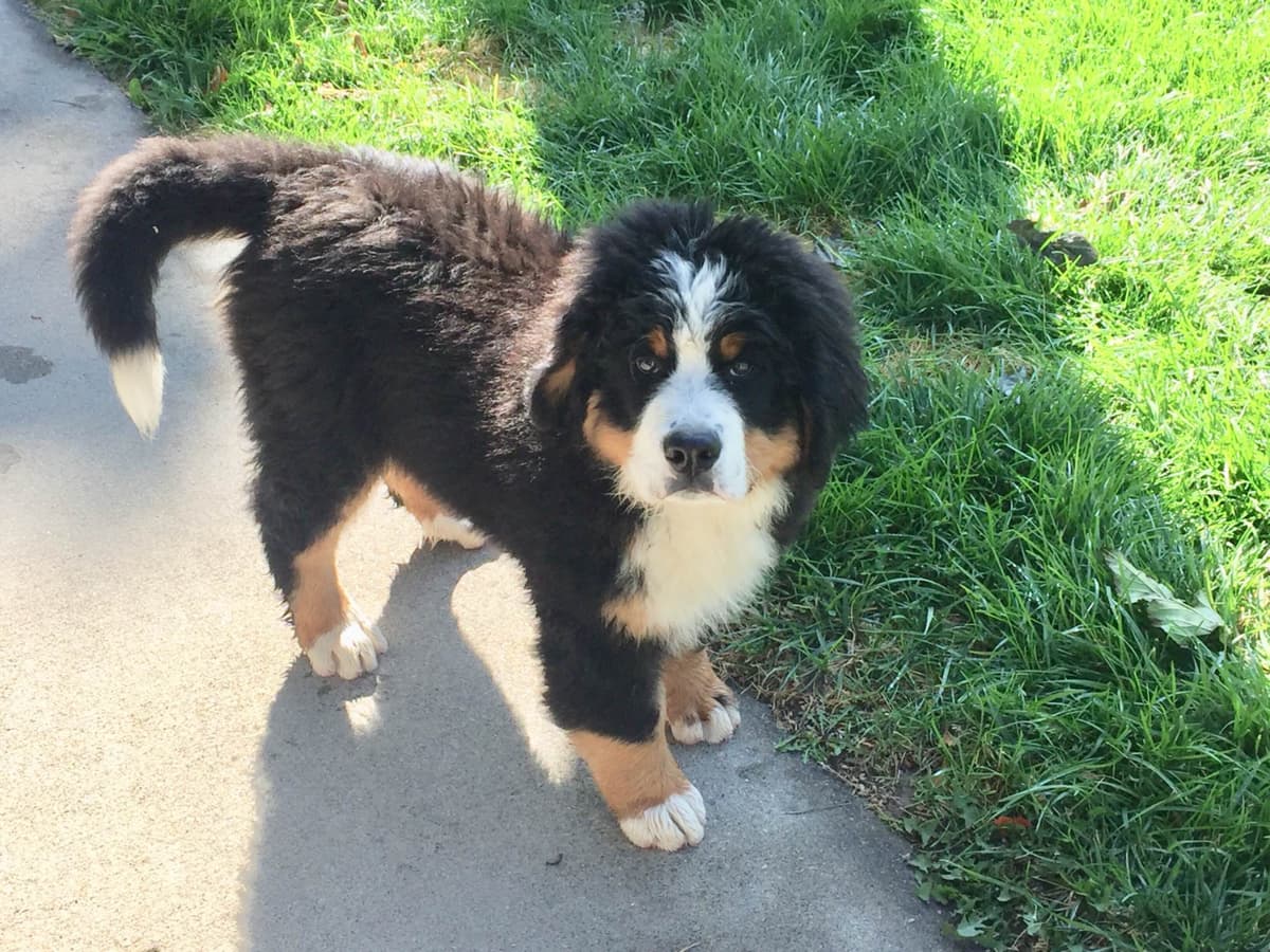 Bernese Mountain Dog Puppies breeder image 5