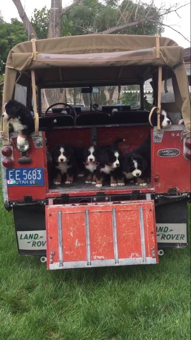 Bernese Mountain Dog Puppies breeder image 2