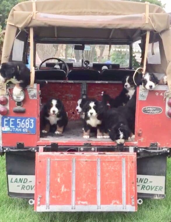 Bernese Mountain Dog Puppies breeder image 6