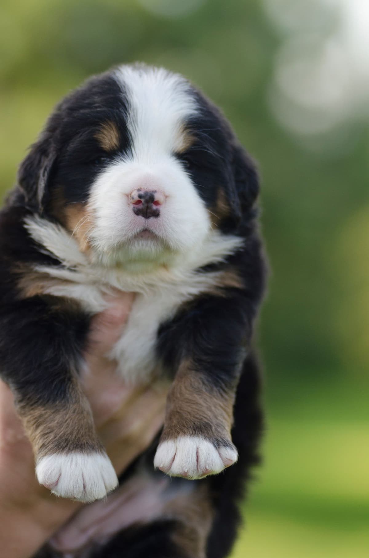 Bernese Mountain Dog Puppies breeder image 7