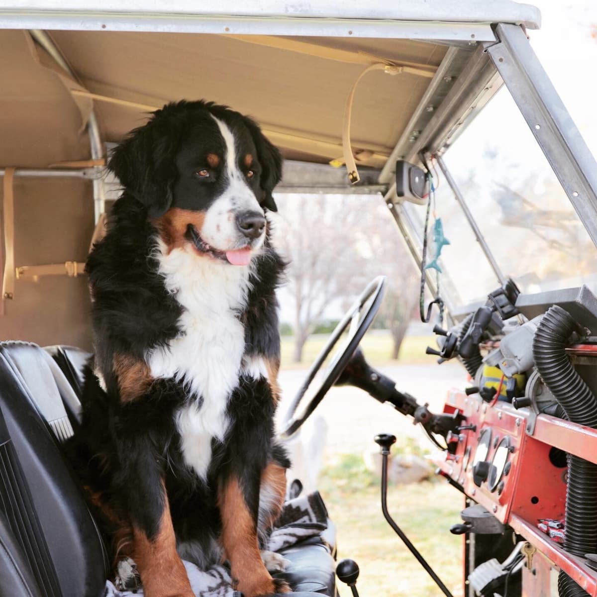 Bernese Mountain Dog Puppies breeder image 9
