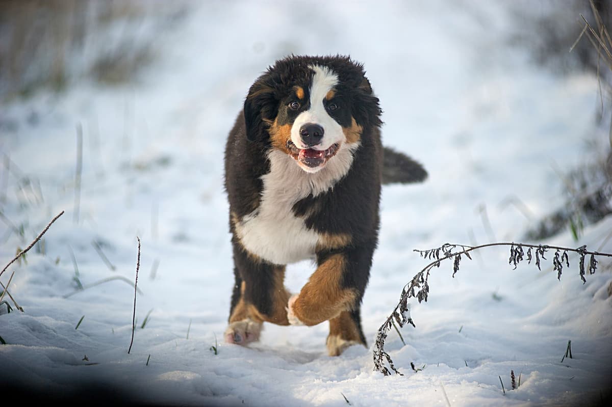 Bernese Mountain Dog Puppies breeder image 10