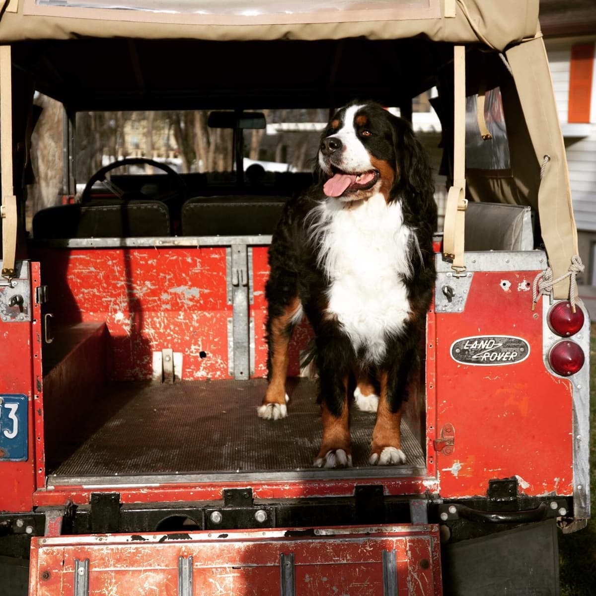 Bernese Mountain Dog Puppies breeder image 4