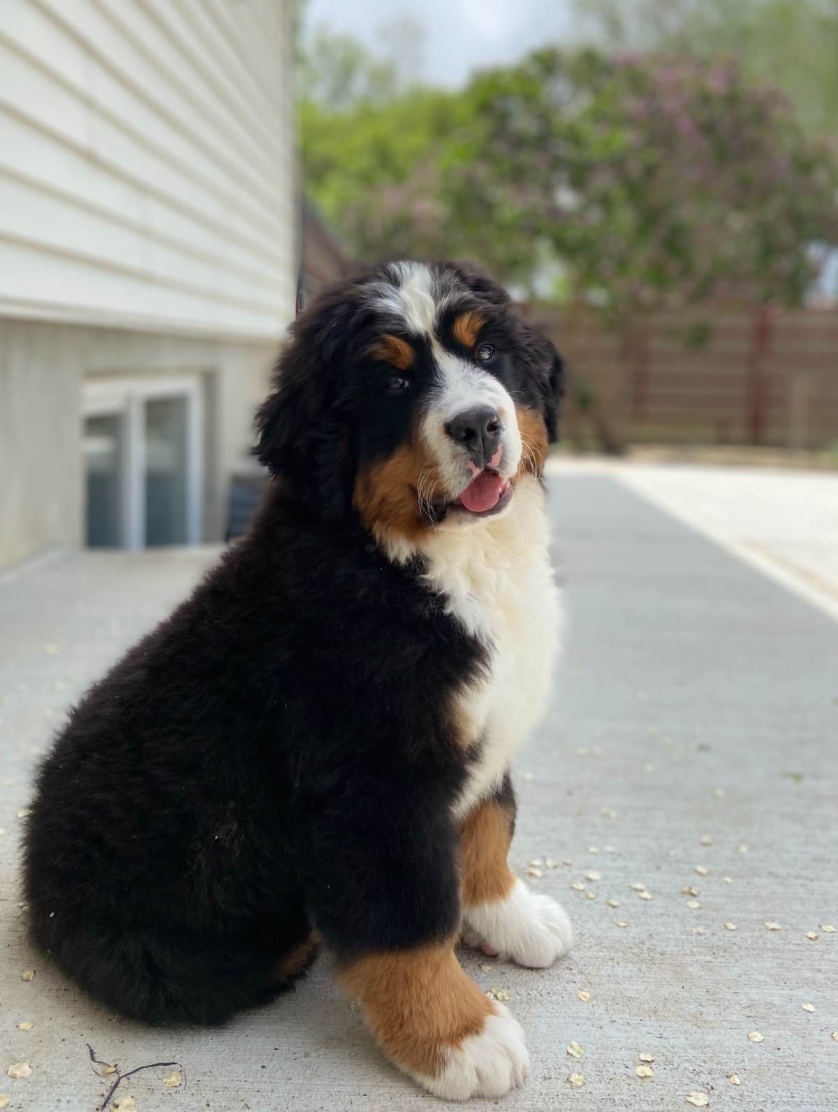Bernese Mountain Dog Puppies breeder image 3