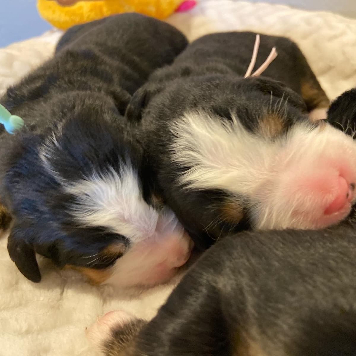 Bernese Mountain Dog Puppies breeder image 16