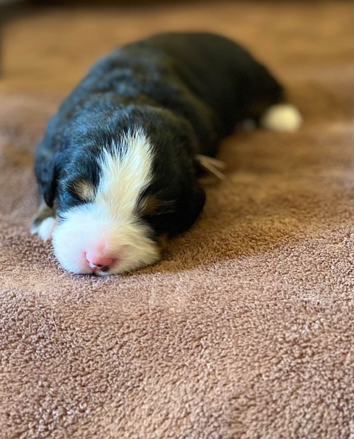 Bernese Mountain Dog Puppies breeder image 11