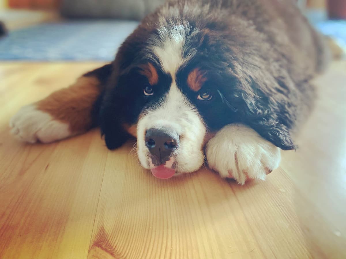 Bernese Mountain Dog Puppies breeder image 1