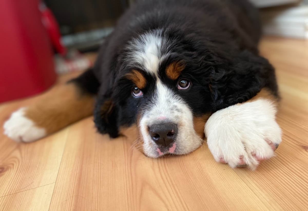 Bernese Mountain Dog Puppies breeder image 12