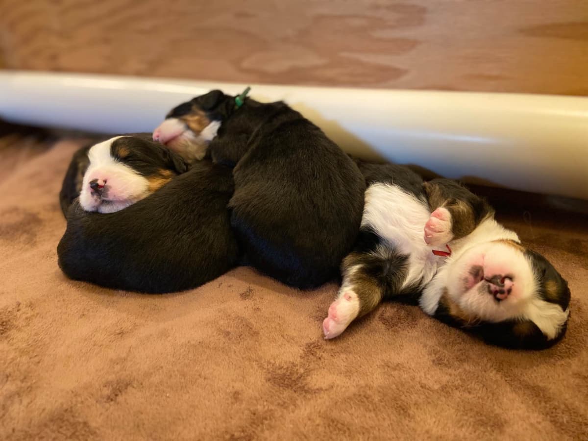 Bernese Mountain Dog Puppies breeder image 14