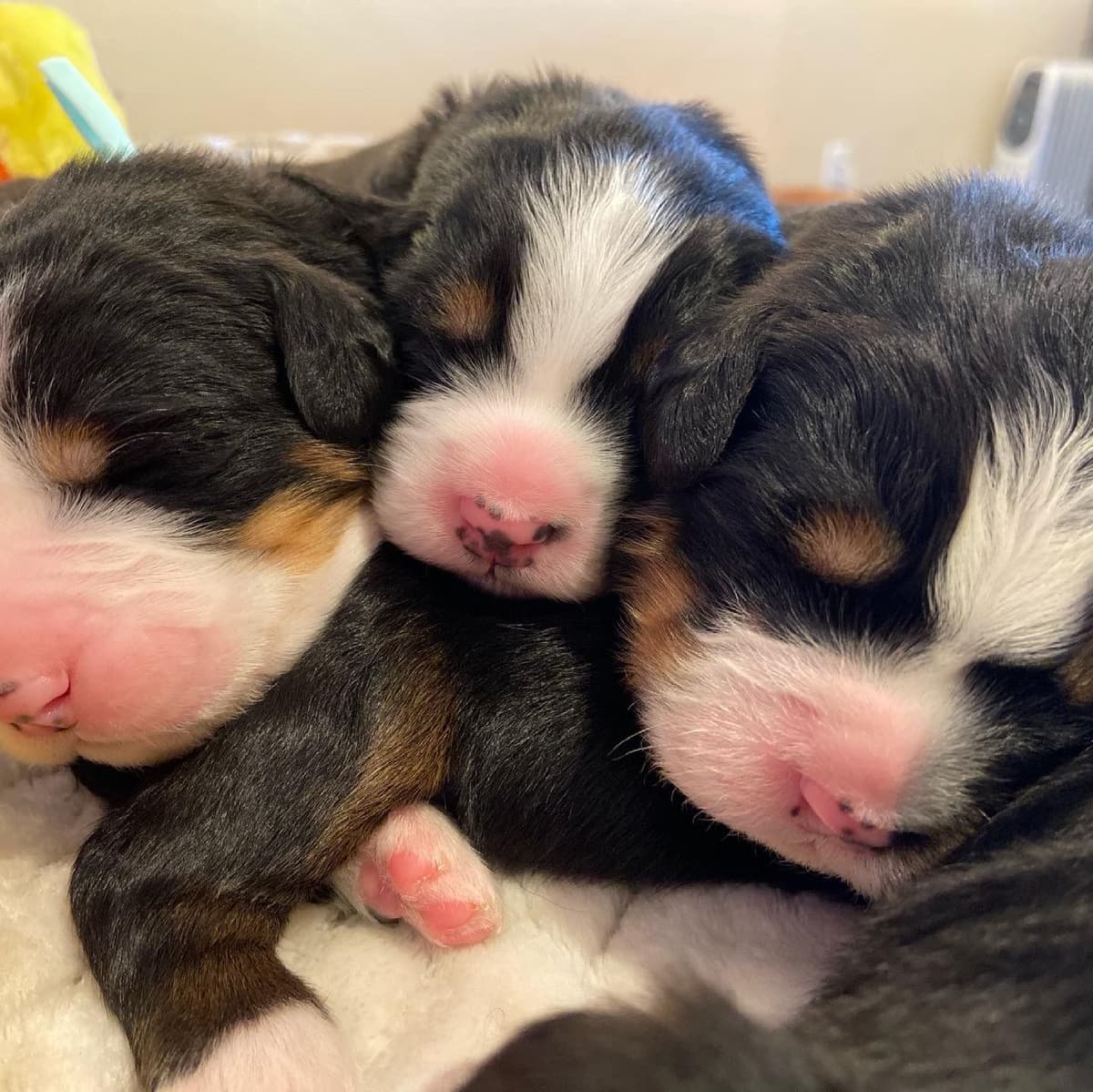 Bernese Mountain Dog Puppies breeder image 13