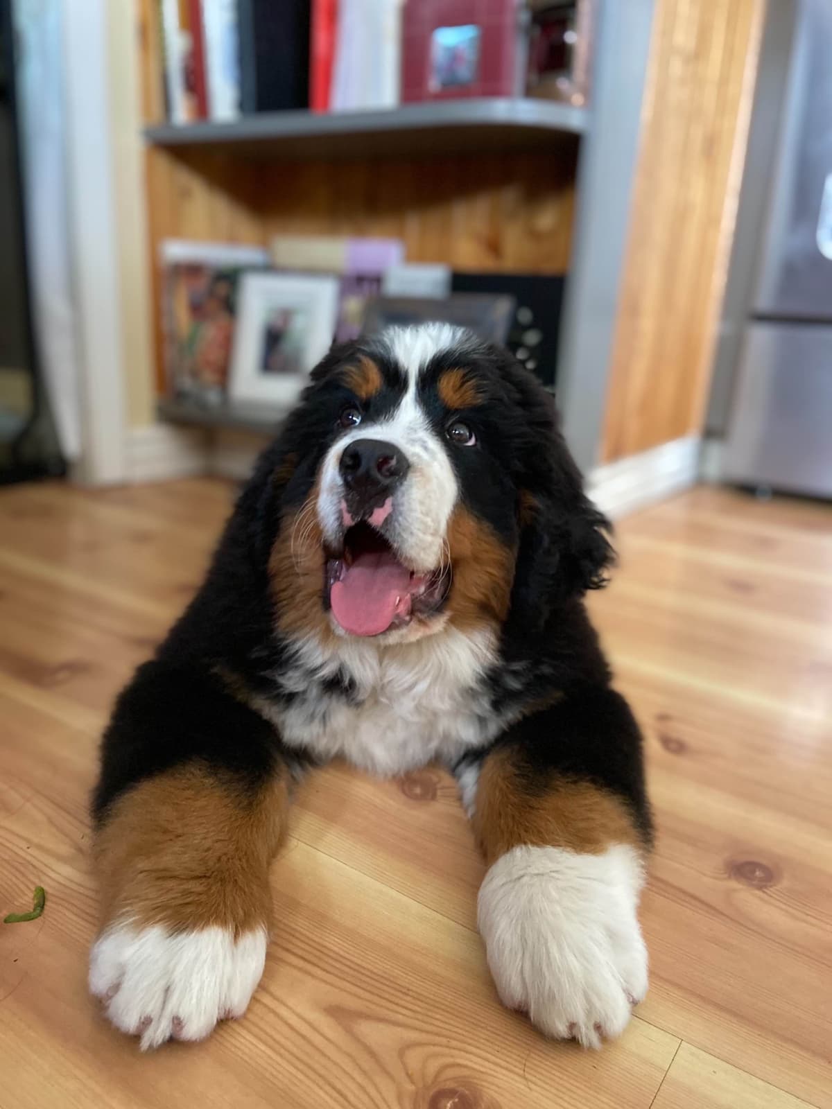 Bernese Mountain Dog Puppies breeder image 15