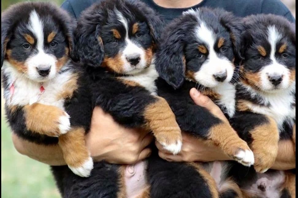 Bernese Mountain Dog Puppies breeder image 17
