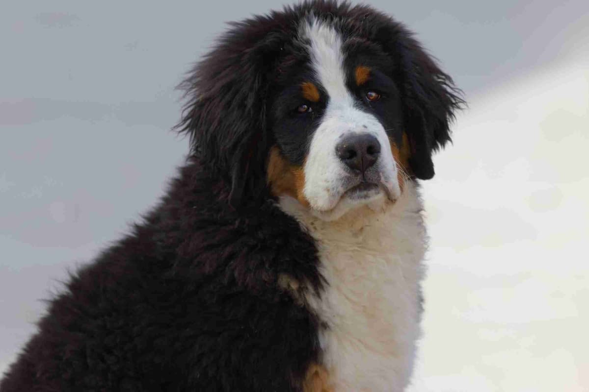 Bernese Mountain Dog Puppies breeder image 18