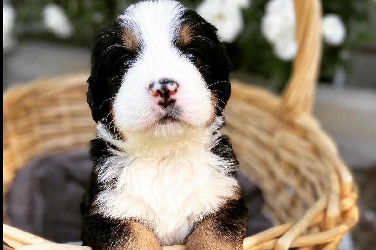 Bernese Mountain Dog Puppies breeder image 19