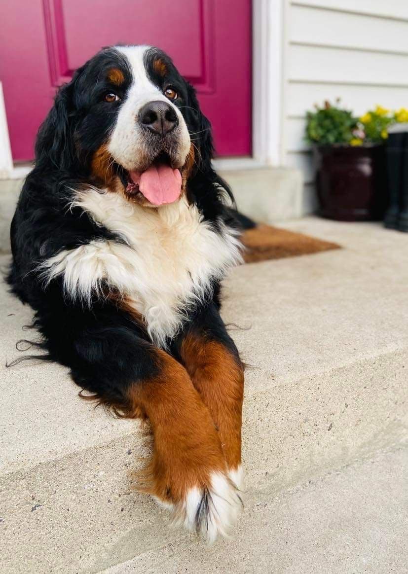 Bernese Mountain Dog Puppies breeder image 20