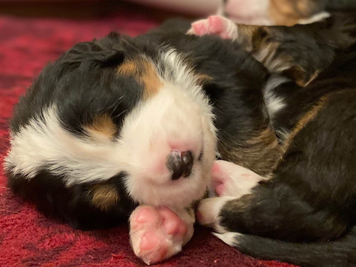 Bernese Mountain Dog Puppies breeder image 23