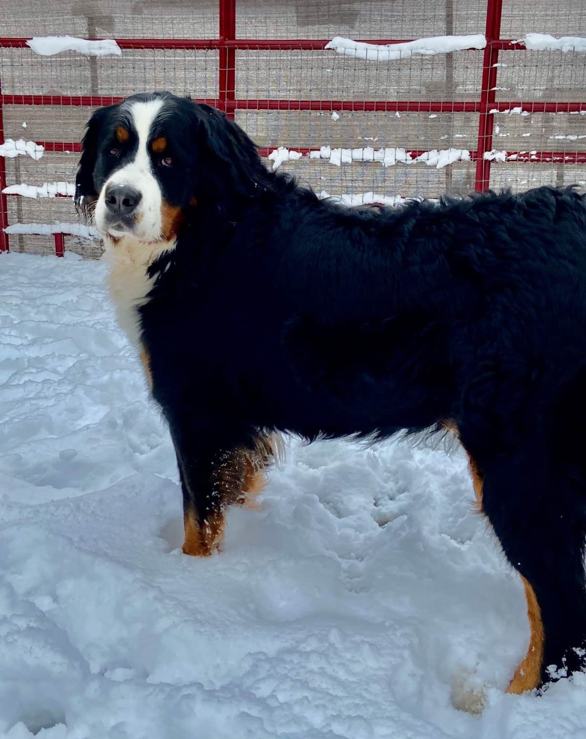 Bernese Mountain Dog Puppies breeder image 24