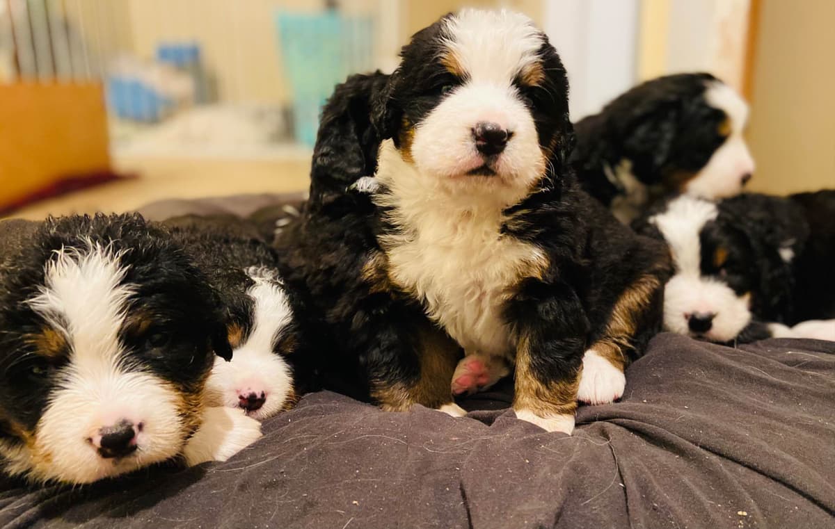 Bernese Mountain Dog Puppies breeder image 26
