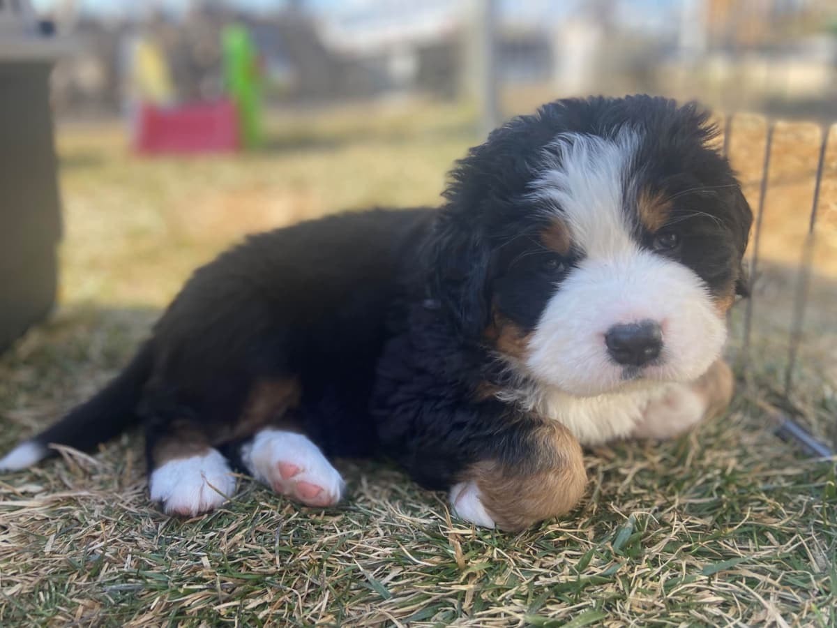 Bernese Mountain Dog Puppies breeder image 25