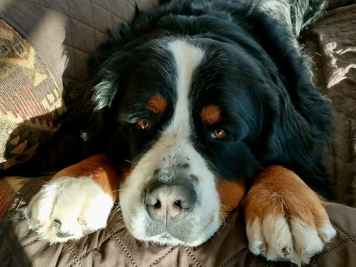 Bernese Mountain Dog Puppies breeder image 27
