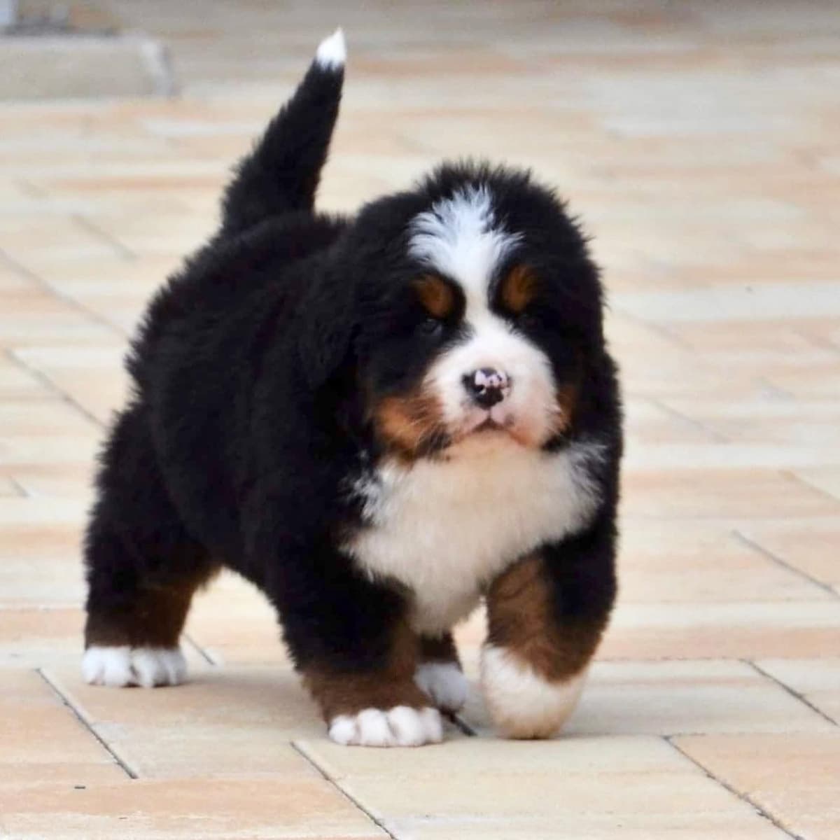 Bernese Mountain Dog Puppies breeder image 28