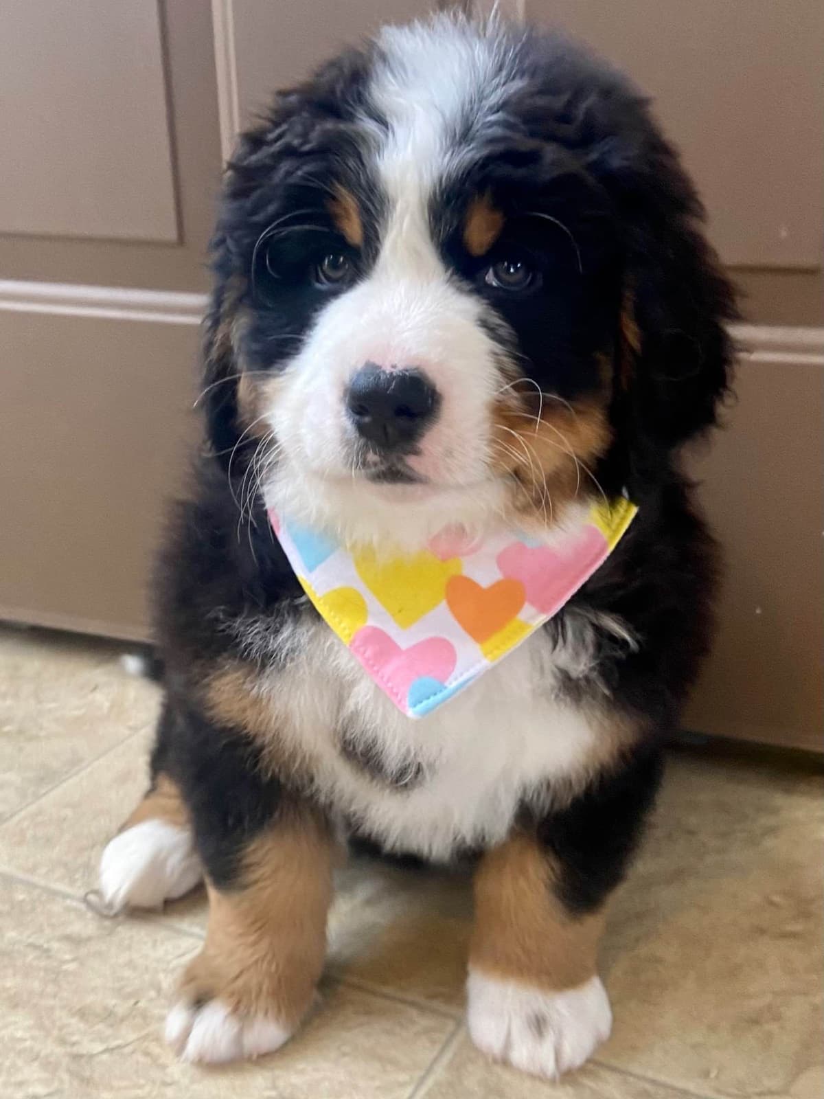 Bernese Mountain Dog Puppies breeder image 29
