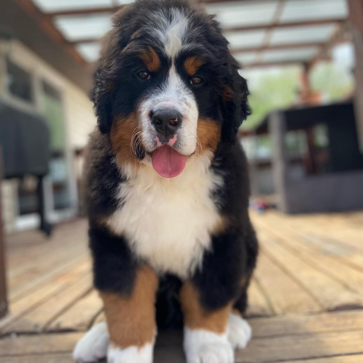 Bernese Mountain Dog Puppies breeder image 30