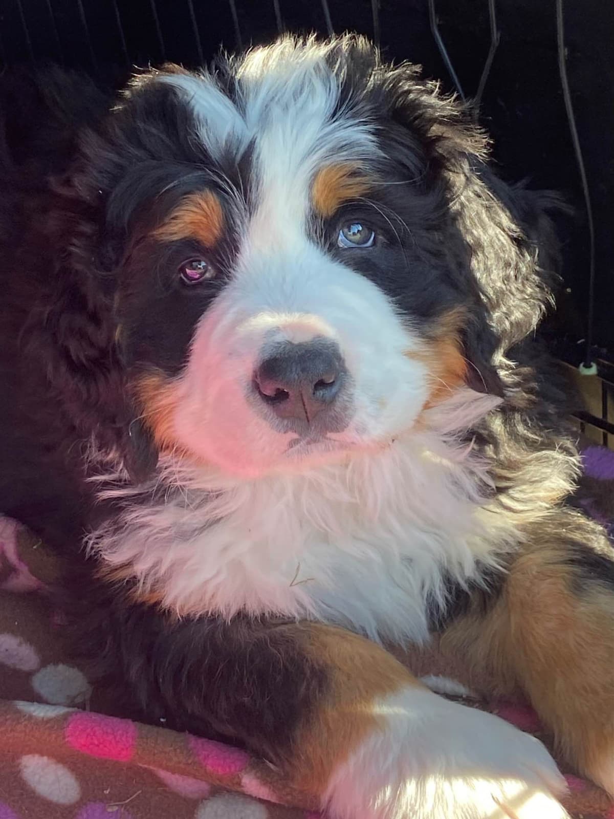 Bernese Mountain Dog Puppies breeder image 31