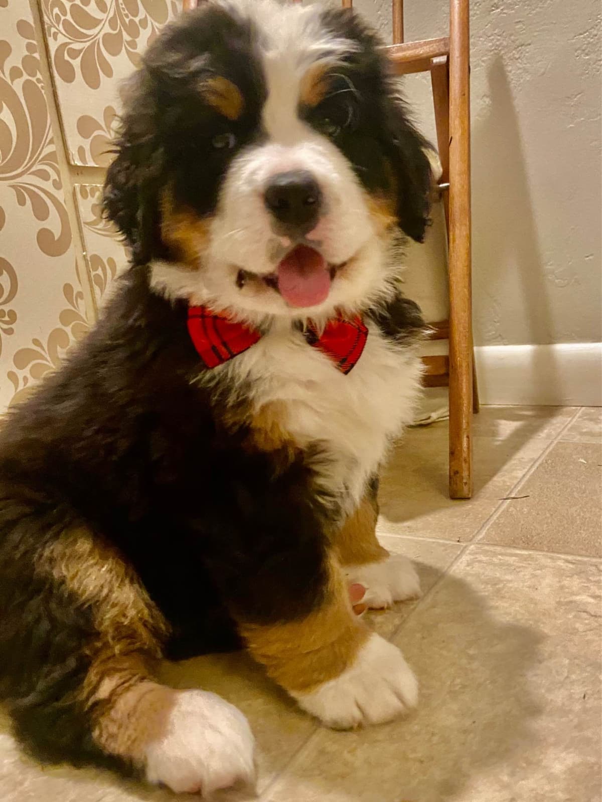 Bernese Mountain Dog Puppies breeder image 32