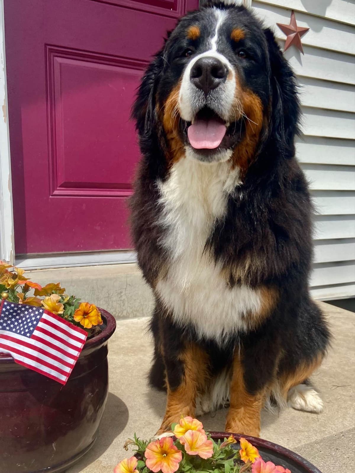Bernese Mountain Dog Puppies breeder image 33
